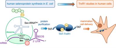 Delivery of the selenoprotein thioredoxin reductase 1 to mammalian cells